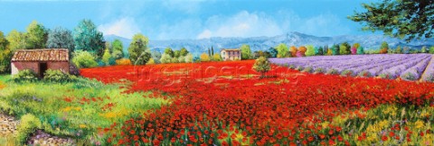 Poppies and Lavenders
