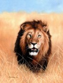 African Savannah lion