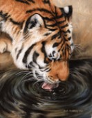 Siberian tiger at watering hole