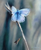 Oil on canvas painting of a common blue butterfly