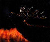 Stag at night