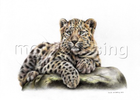 Leopard cub drawn in polychromos colour pencils