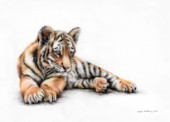 Tiger cub drawn in polychromos colour pencils
