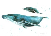Humpback whales painted in watercolours