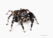 Jumping spider drawn in colour pencils
