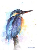 Kingfisher painted in watercolours