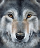 Grey Wolf Face