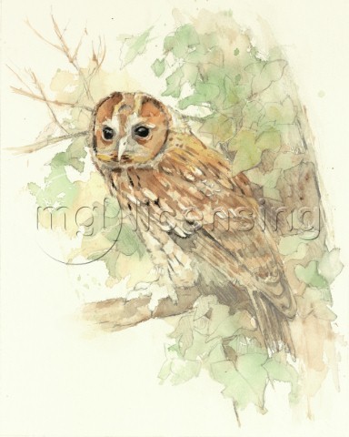 Tawny Owljpg