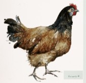 Chicken 1