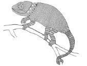 Neeti-Animal-Chameleon