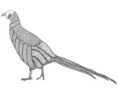 Neeti-Bird-Phesant