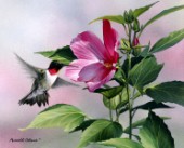 hibiscus hummingbird cps146