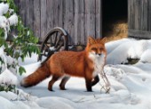 Winter Fox cps253