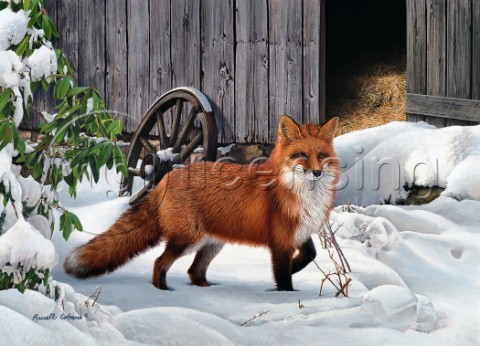 Winter Fox cps253