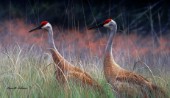 sandhill cranes cps224