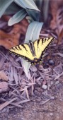 Beautiful Swallowtail cps336