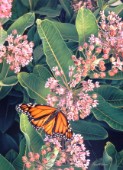 Monarch on Milkweed cps342