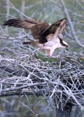 Nesting Osprey cps348