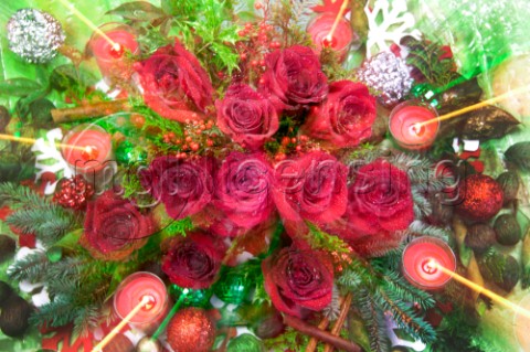 ChristmasZoon Red Rosesjpg