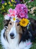 0578-Flowers on Bebe Sheltie Dog