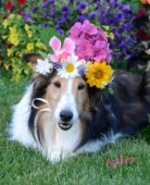 0604-Flowers on Bebe Sheltie Dog