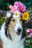 0634-Flowers on Bebe Sheltie Dog