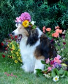 0723-Flowers on Bebe Sheltie Dog
