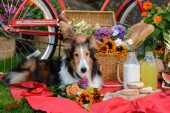 1682-Red Bicycle-Picnic with  Sheltie dog