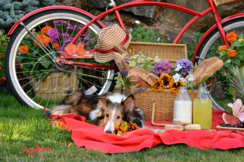 1719Red BicyclePicnic with  Sheltie dog