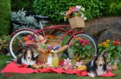 1790-Red Bicycle-Picnic with  Sheltie dogs
