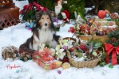 4346-Christmas Presents with Sheltie dog Bill