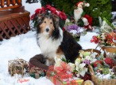 4362-Christmas Presents with Sheltie dog on Snow