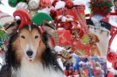 4938-Christmas Presents with Sheltie dog on Snow