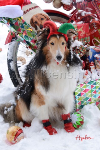 4946Christmas Presents with Sheltie dog on Snow