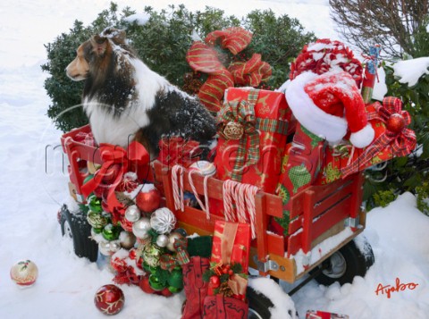 5856Christmas Presents and Dog in Red Wagon on Snow