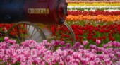 6432-Russell Engine in the Tulip Field