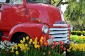 6614-Red Truck and Tulips